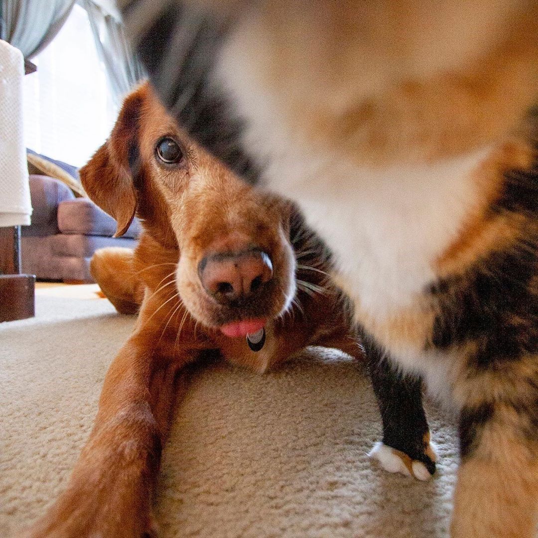 Close-up of an orange dog and tabby cat playing together on a beige carpet