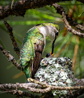 Green Parrot on Lichen Branch