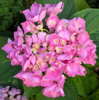 Pink Hydrangea