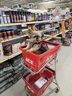 Yorkie in Shopping Cart