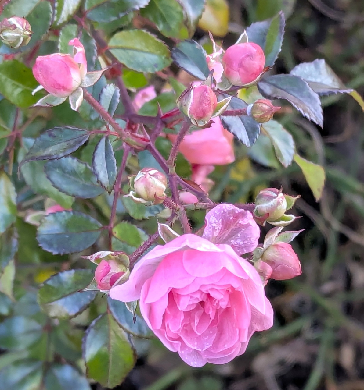 Pink rose in full bloom with multiple pink rosebuds and green leaves on a rose bush