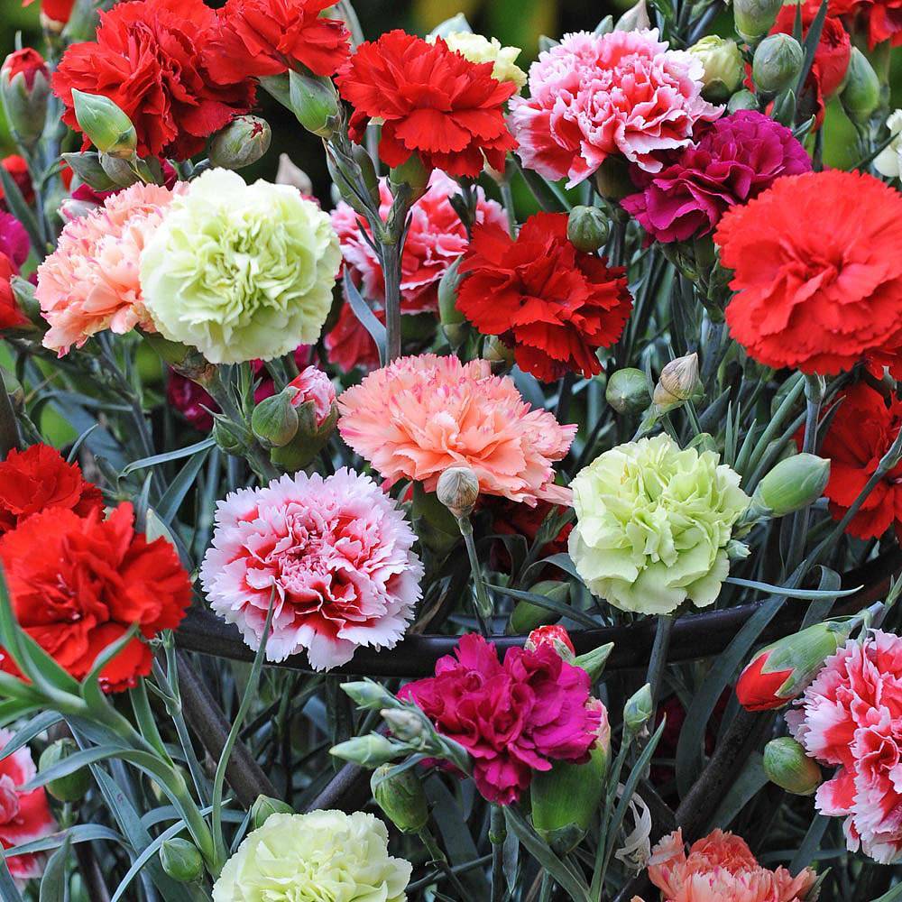 Close-up of colorful carnations in red, pink, white, and pale green among gray-green leaves