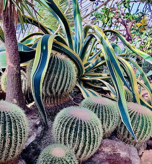 Cacti Phipps Gardens Pittsburgh