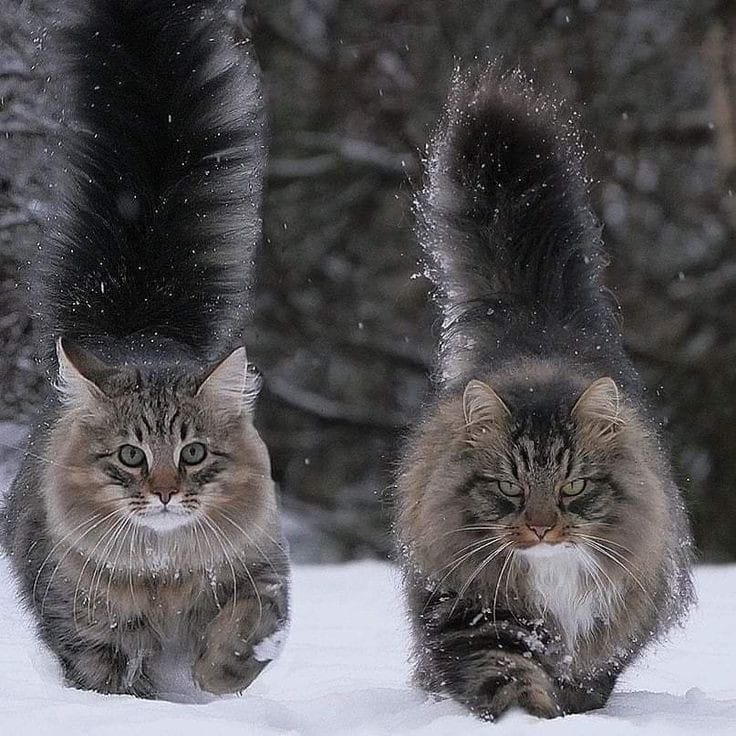 Norwegian Forest Cats