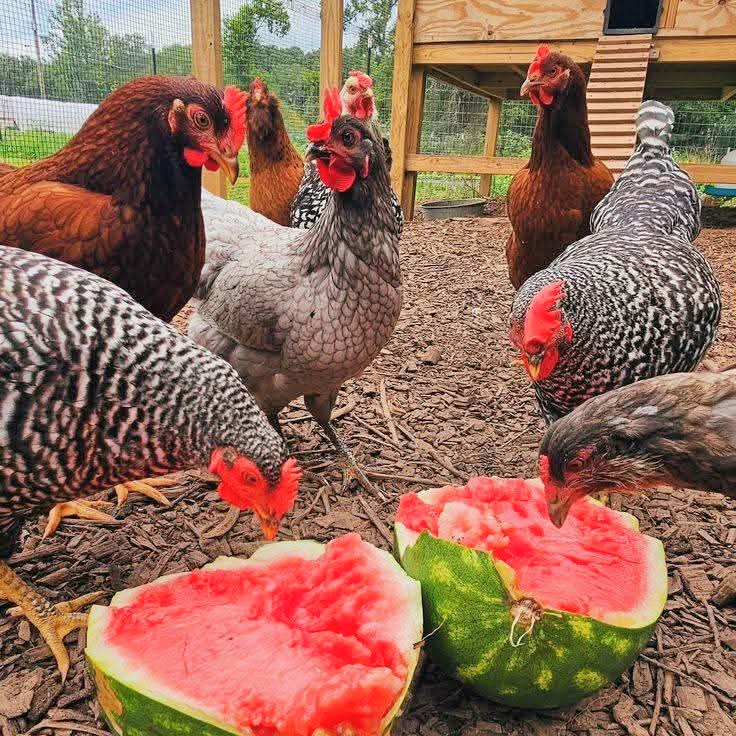 Chickens gathered around cut watermelon halves in a farmyard near a coop