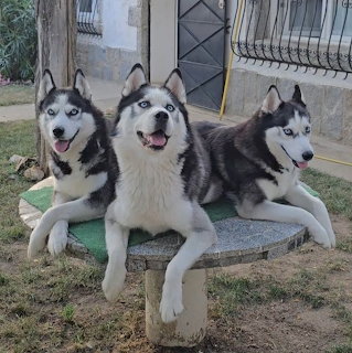 Three black and white huskies lying together on a round stone bench outdoors