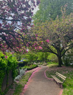 Curved garden path with cherry blossoms and bench in spring park