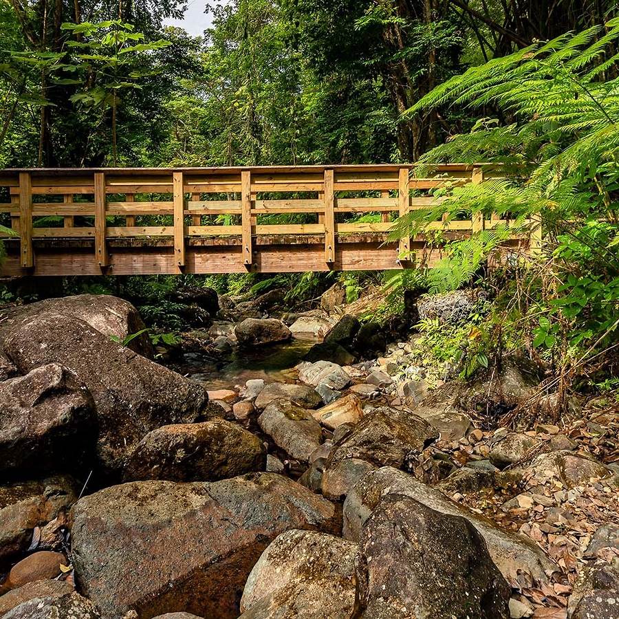 Wooden bridge over rocky stream in tropical rainforest with green ferns and moss-covered rocks