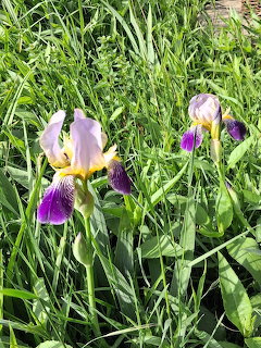 Two purple and white iris flowers growing among tall green grass in sunlight