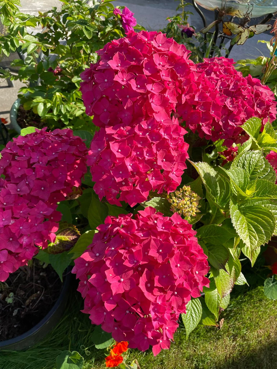 Red Hydrangea Blooms