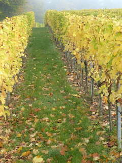 Rows of grapevines with golden autumn leaves in a misty vineyard with grass path