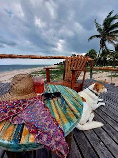 Dog on Beach Chair