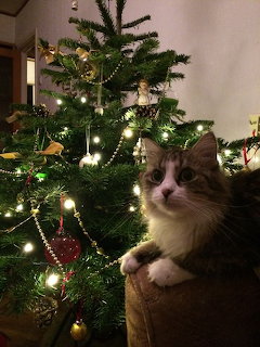 Fluffy cat sitting next to a lit Christmas tree with white lights and decorations