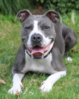 Gray Pit Bull Dog