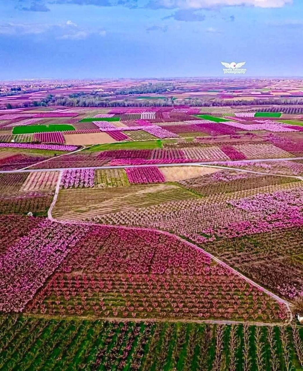 Colorful wildflower field in bloom under bright daylight