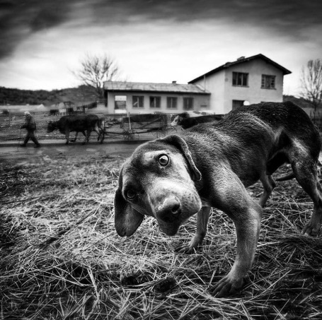 Close-up portrait of a curious dog looking forward