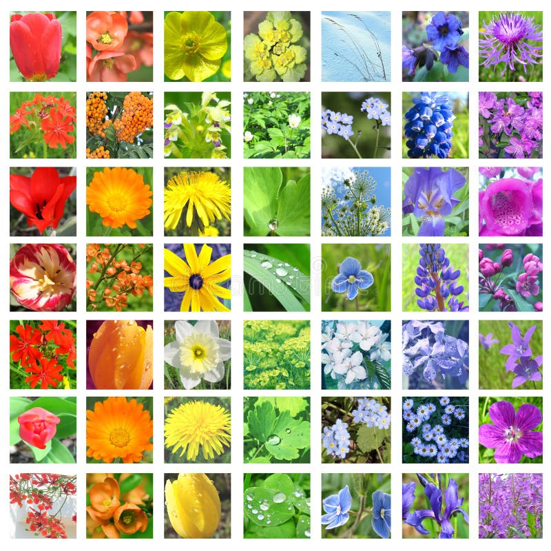 Grid collage of 49 colorful flower photos in rainbow arrangement from red to purple