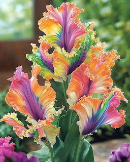 Colorful ruffled parrot tulips with pink, purple, orange and yellow petals in a garden