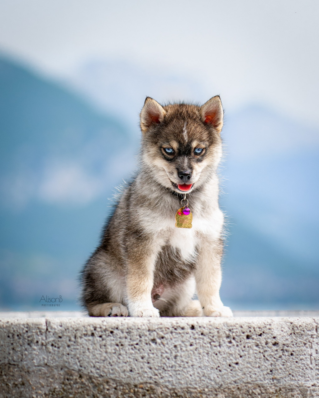 Fluffy Pomsky puppy with blue eyes and pink collar sitting on a stone wall with mountains behind