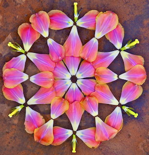 Symmetrical mandala made of pink and purple flower petals on brown textured background