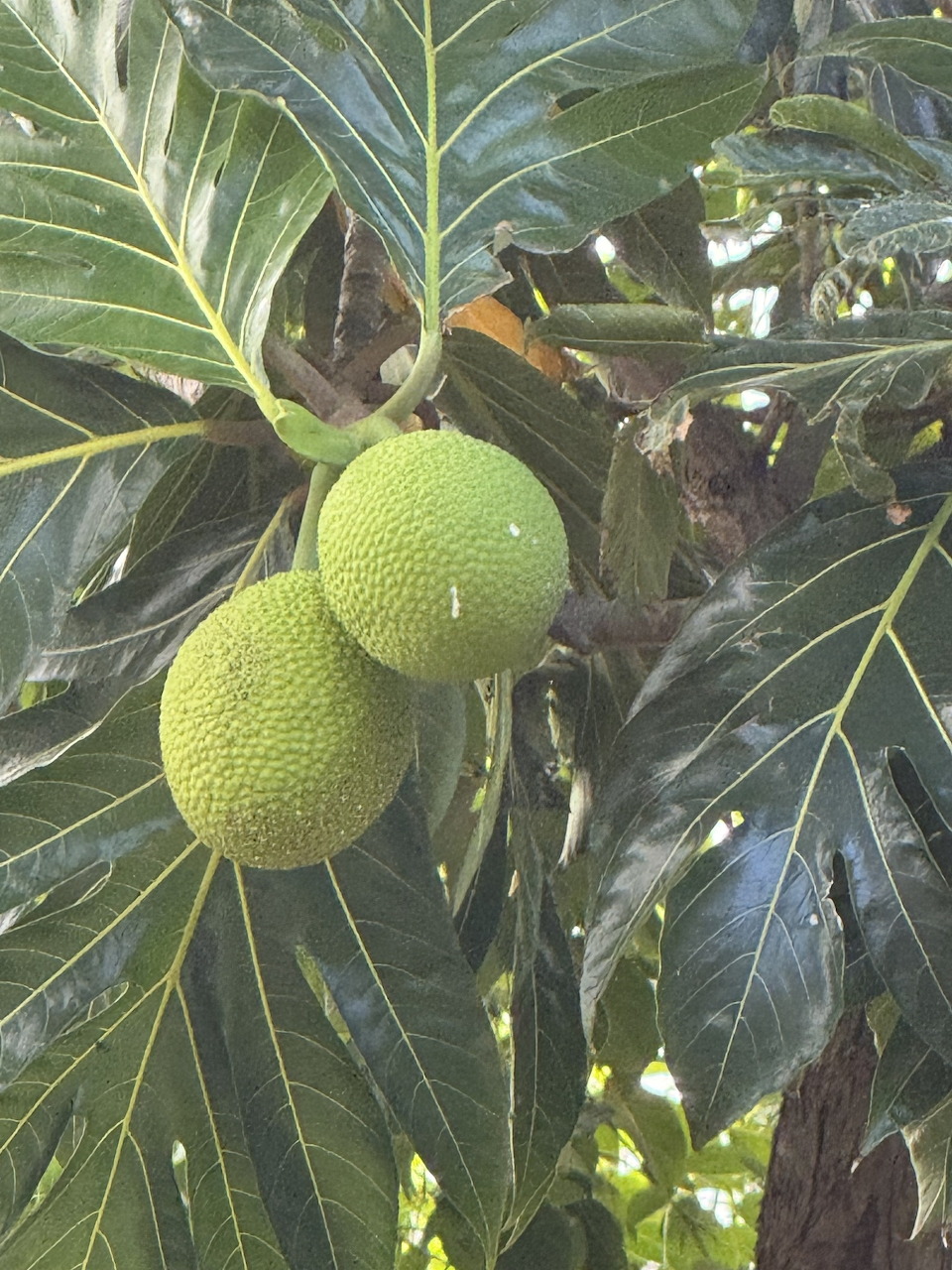 Two green breadfruits hanging among large tropical leaves
