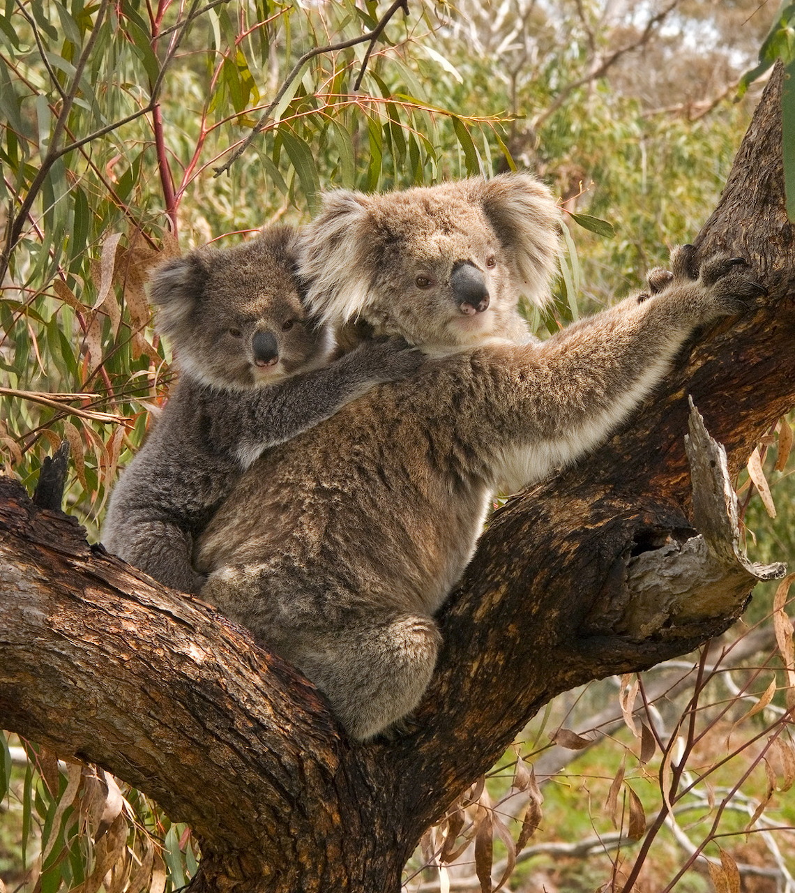 Adult koala with joey clinging to tree branch in eucalyptus forest