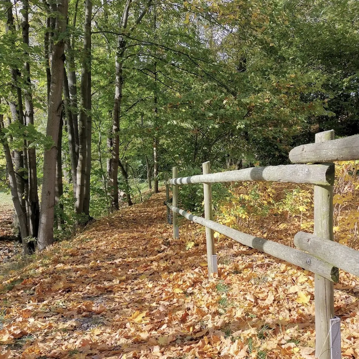 Forest path in autumn with white fence and leaf-covered ground under tall trees
