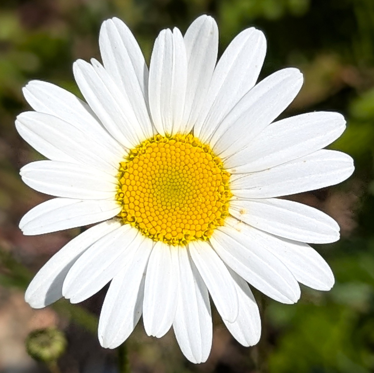 White Daisy Flower
