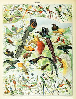Vintage illustration of many colorful birds perched on branches with leaves