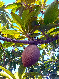 Brown mamey fruit hanging from a tree branch among large green leaves under a blue sky