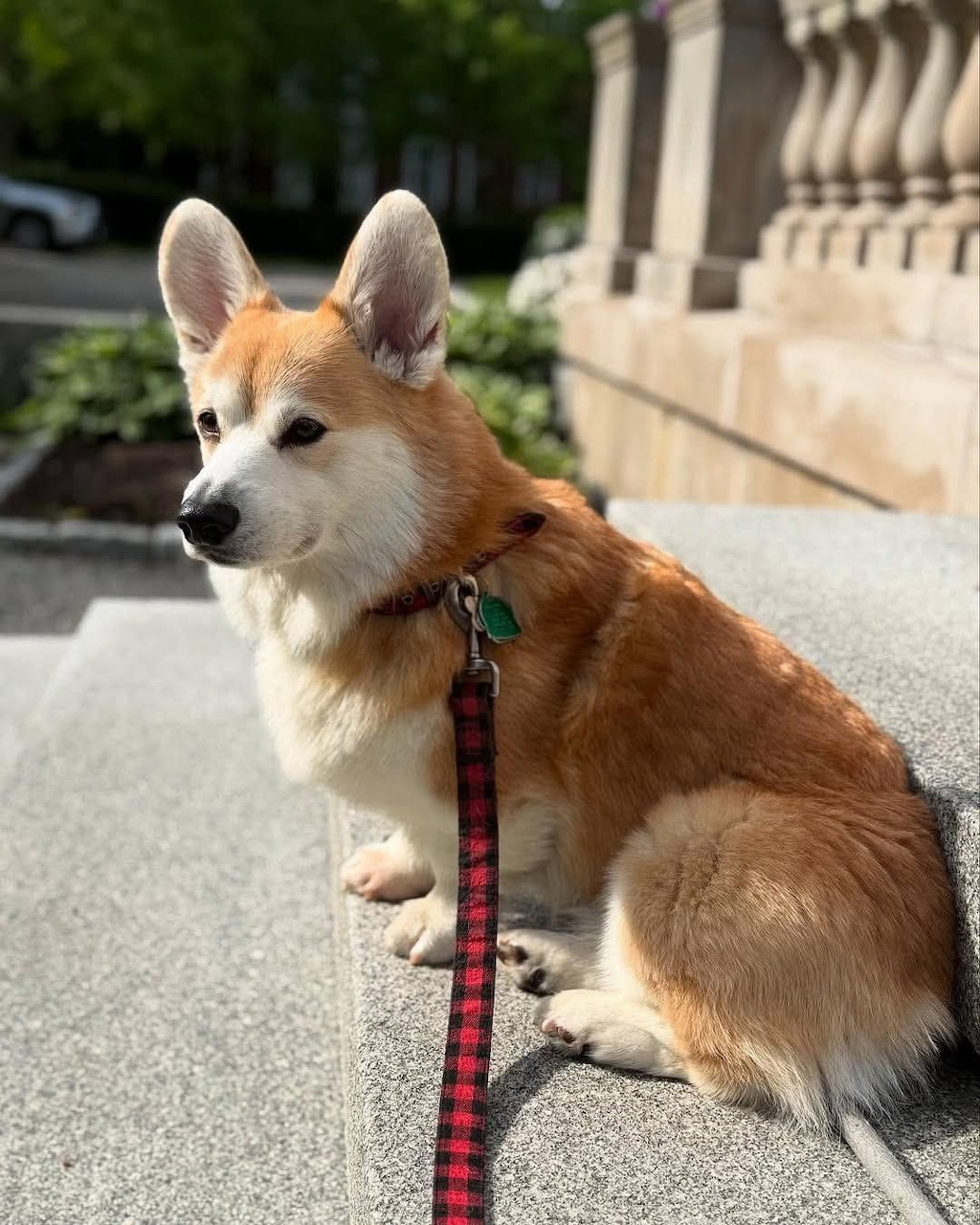 Pembroke Welsh Corgi puppy sitting on stone steps with a red plaid leash and green collar tag