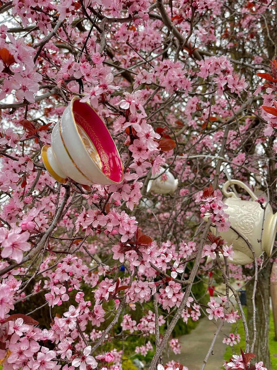 Teacups hanging from a cherry blossom tree covered in pink spring flowers