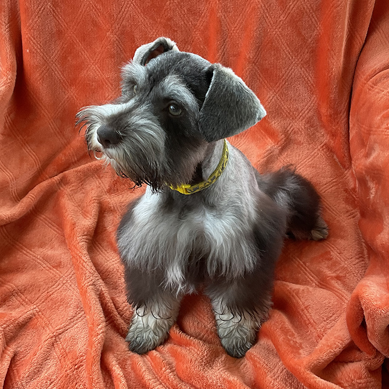 Gray miniature schnauzer puppy sitting on an orange blanket and looking upward