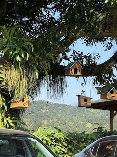 Birdhouses Hanging From Trees