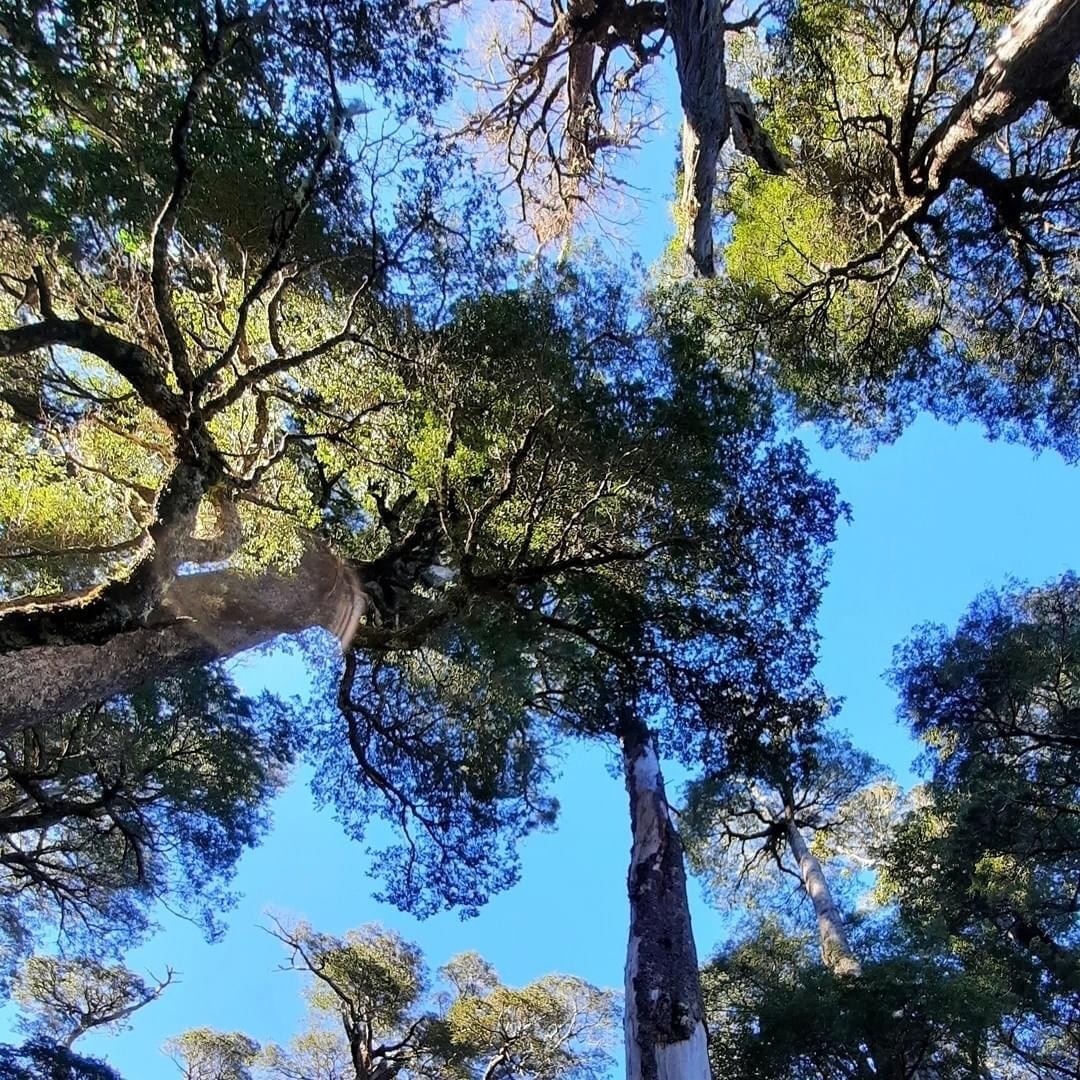 Looking up at tall trees with leafy canopy against blue sky