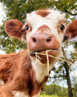 Brown and white calf with hay in mouth looking at camera