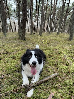 Border collie dog resting on forest floor among pine trees