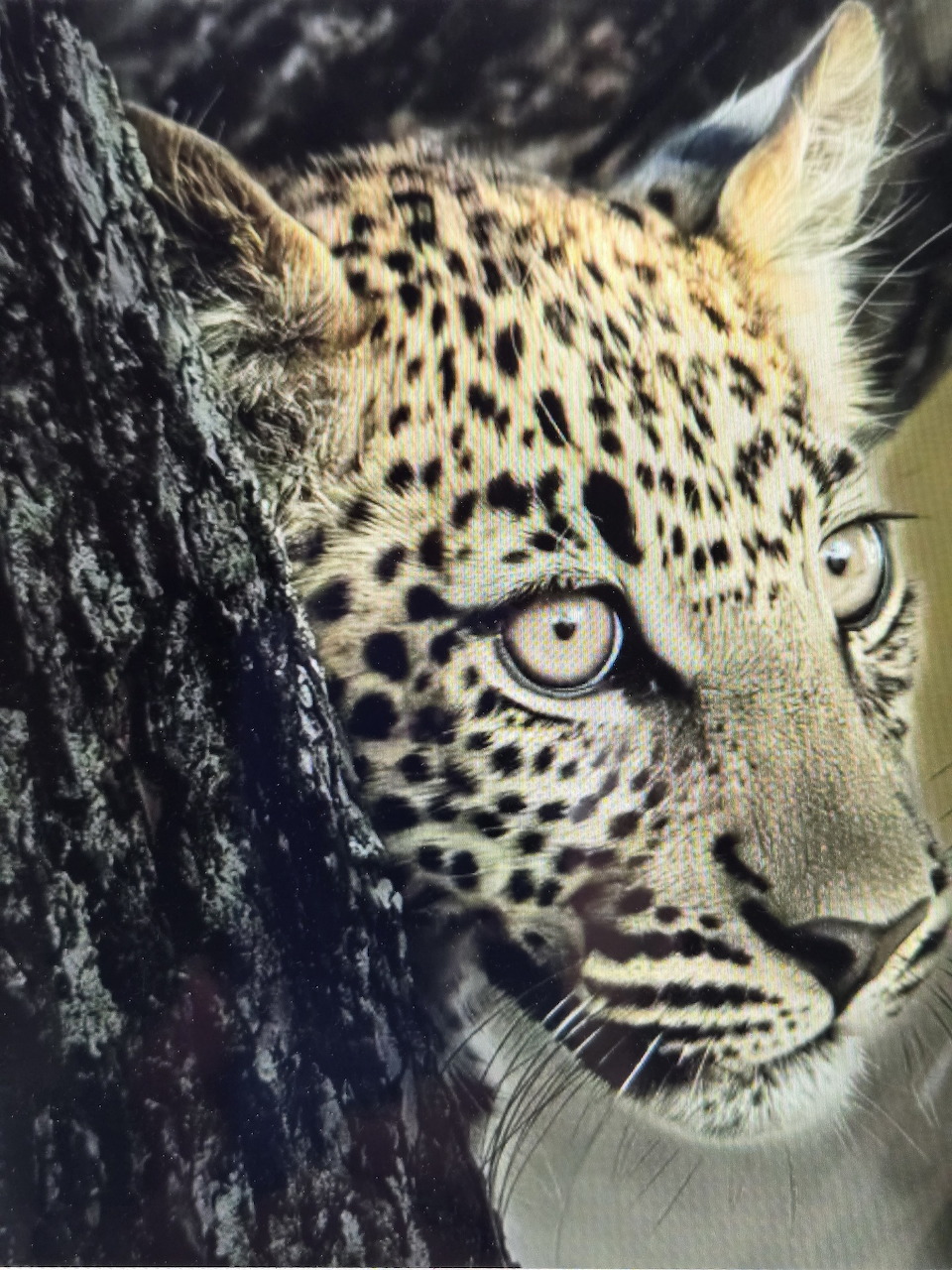 Young leopard with spotted fur and light eyes peering from behind a tree trunk