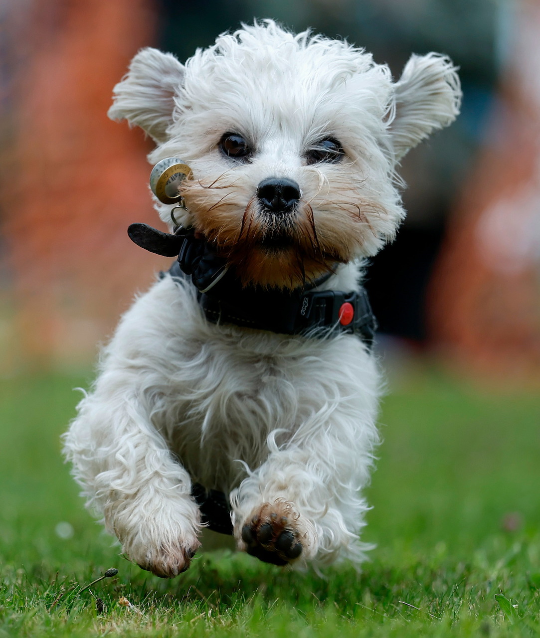 Small white terrier dog running on green grass outdoors