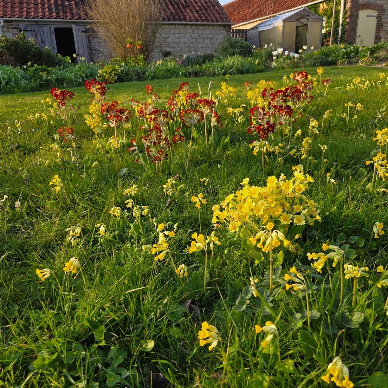 Yellow and red wildflowers growing in a grassy garden with stone cottages in the background