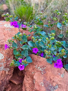 Purple flowers blooming on rocky ground with green leaves and natural background