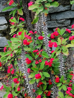 Crown of thorns cactus with pink flowers and green leaves on spiny gray stems