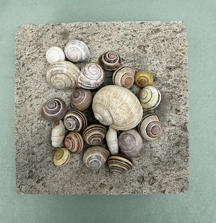 Assorted spiral snail shells displayed on a sand-textured square plate with teal backdrop