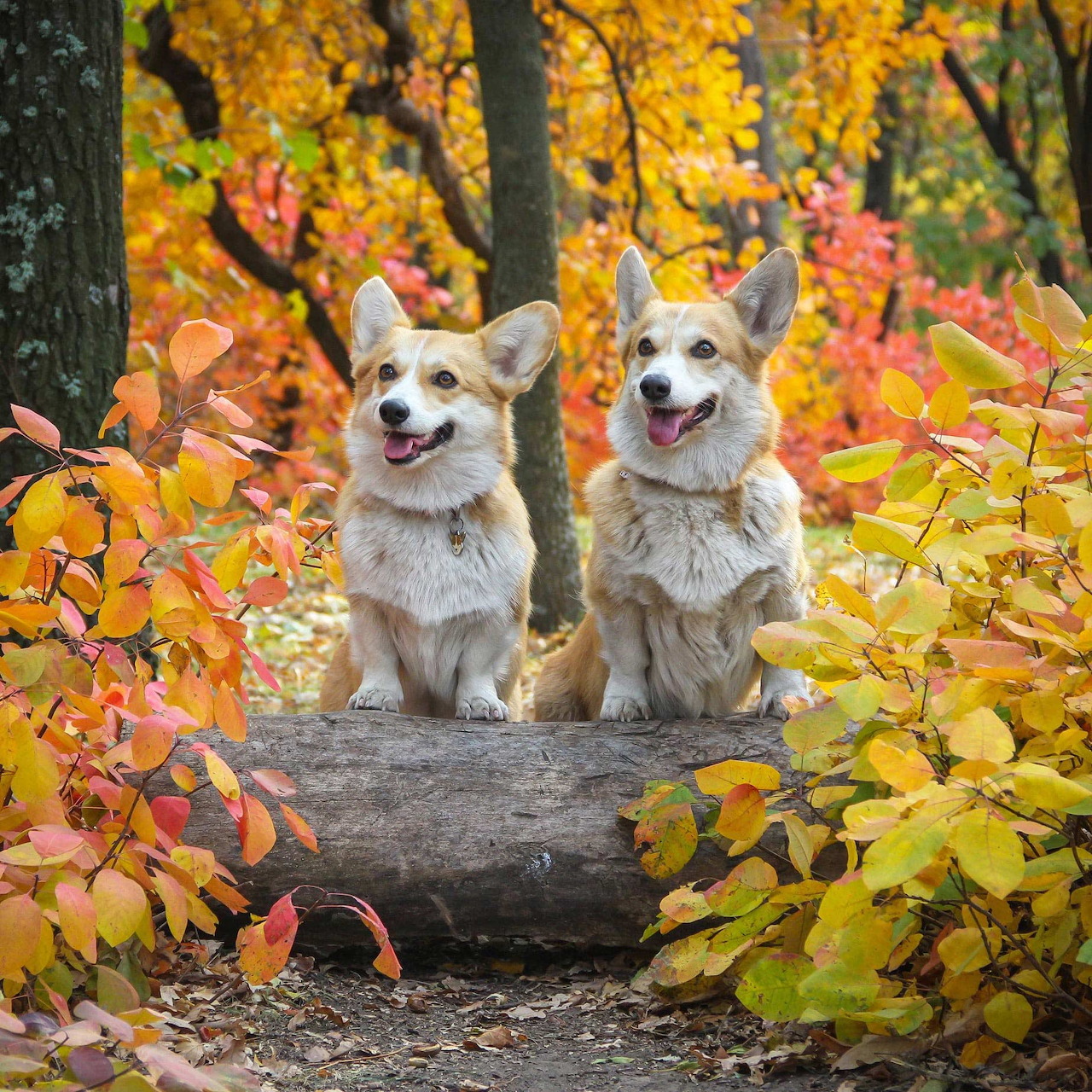 Two Corgis in Autumn Leaves