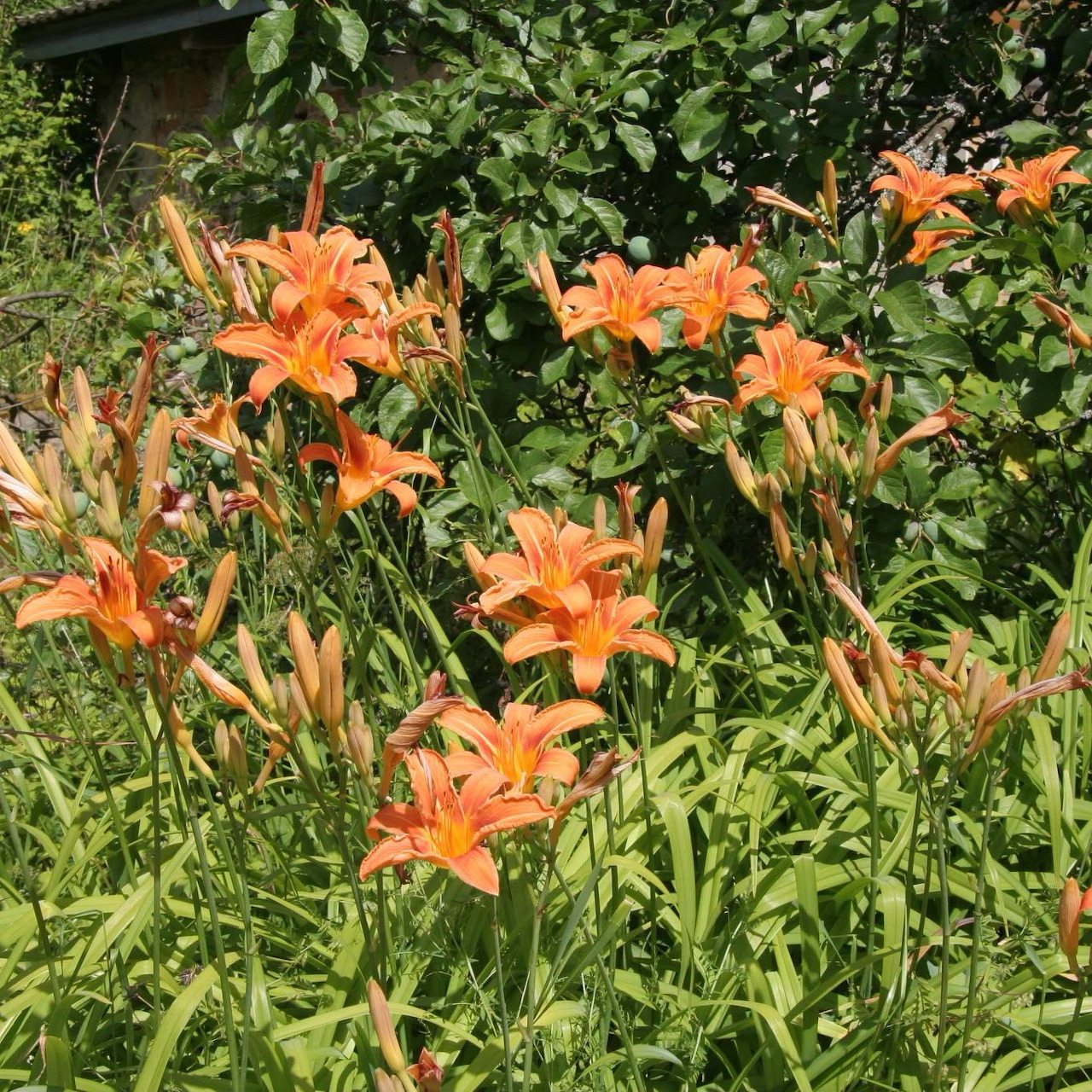 Orange Daylilies in Garden