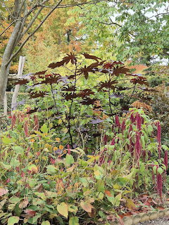 Autumn garden with dark burgundy castor bean plants, red amaranth, and green foliage against fall colored trees