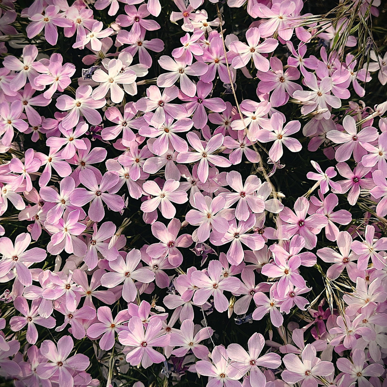Mass of pink and white creeping phlox flowers with five petals covering dark green foliage