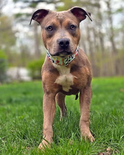 Brown Pit Bull on Grass