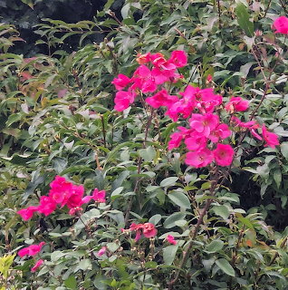 Bright pink roses blooming on a leafy green bush