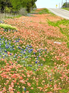 Roadside field of orange Indian paintbrush and blue bluebonet wildflowers along a Texas road